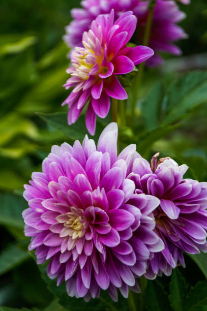 istock gorgeous purple flower bud 1055451388