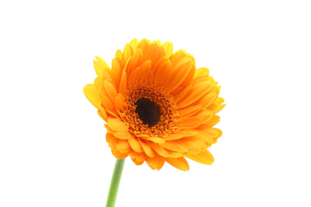 Red gerbera flower isolated on white.