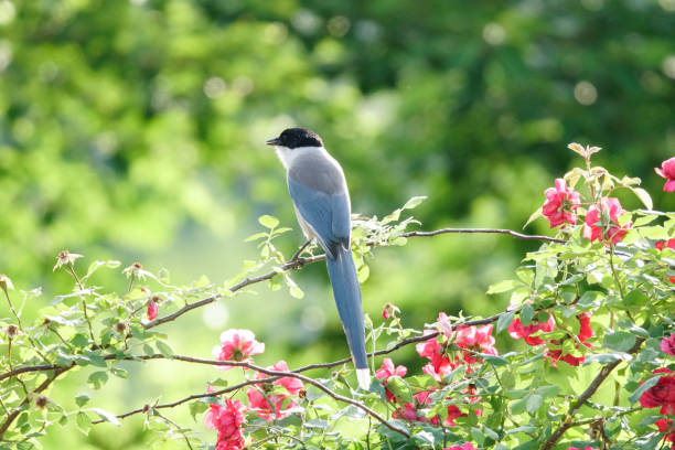 istock VH510 an azure-winged magpie(bird) 1055452274