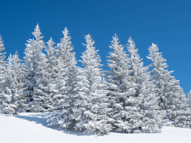 istock Snow covered fir trees 1055453506