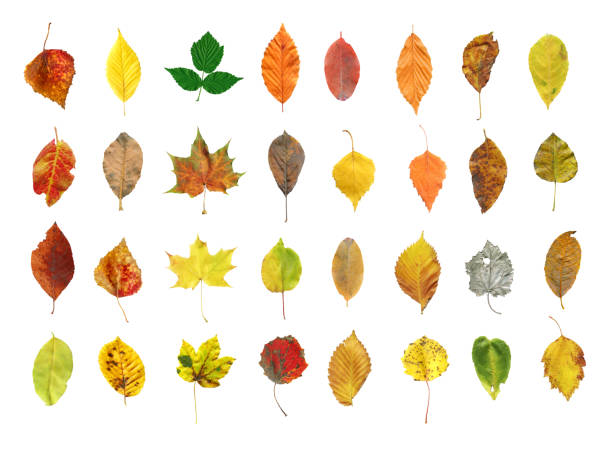 Set of colourful autumn leaves. Collection set of autumn leaves isolated on white background. Autumn leaves set.