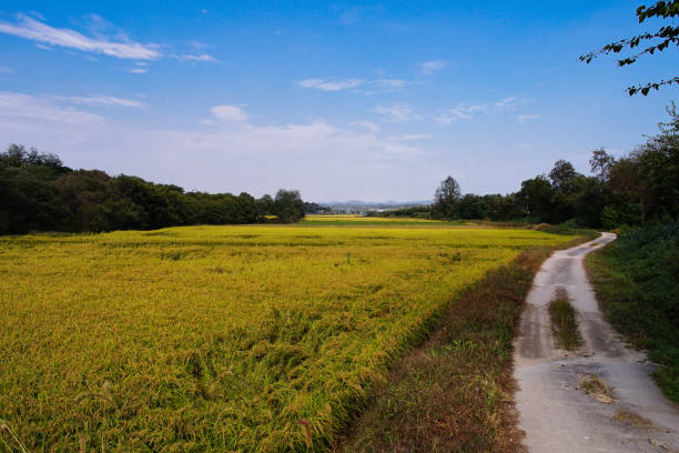 istock VH510 Korea's farming area 1055455300