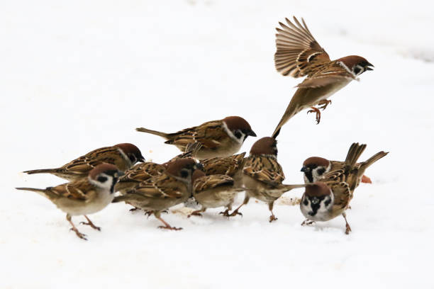 istock VH510 Playground of sparrows 1055455976