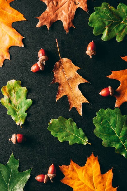 istock full frame of acorns and oak leaves on black background 1055456754