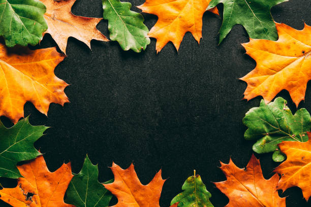 istock full frame of arranged oak leaves on black tabletop 1055456908