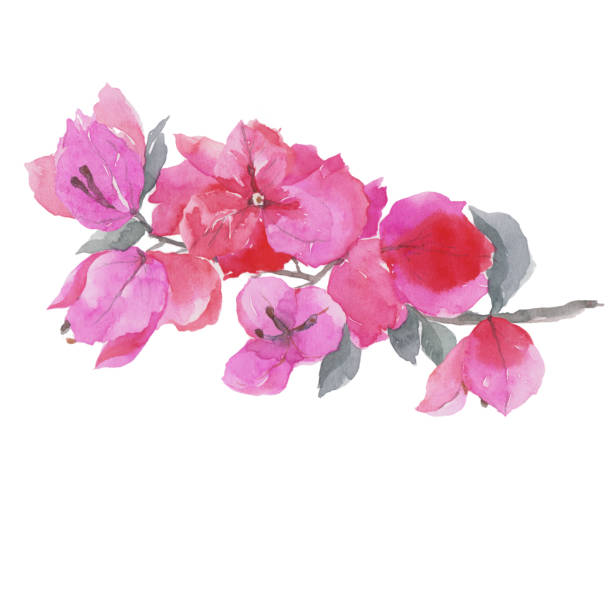 Bougainvillea flower. Watercolor painting isolated on white background. bougainvillea stock illustrations