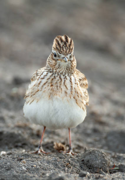 istock Eurasian skylark perching in a field 1055459656