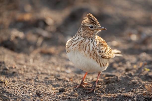 istock Eurasian skylark perching in a field 1055459698