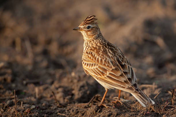 Eurasian skylark perching in a field Eurasian skylark (Alauda arvensis) perching in a field. alauda stock pictures, royalty-free photos & images