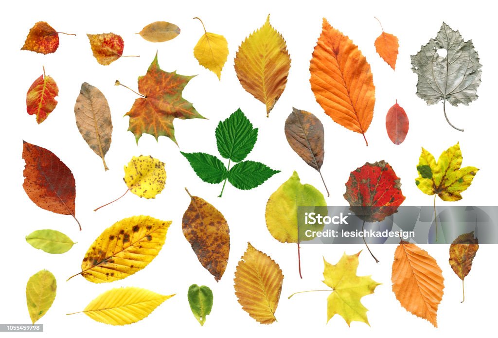 Collection Of Tree Leaves Isolated Bright Autumn Leaves Stock Photo ...