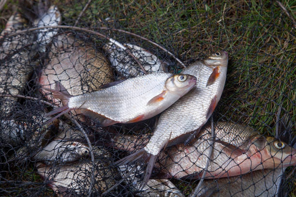 istock Freshwater white bream or silver bream on landing net. 1055465160