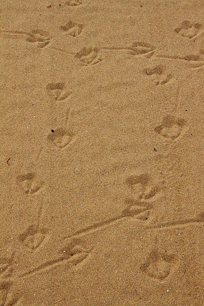 Tracks in the Sand stock photo