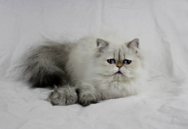 istock Persian himalayan golden point cat 1055467396