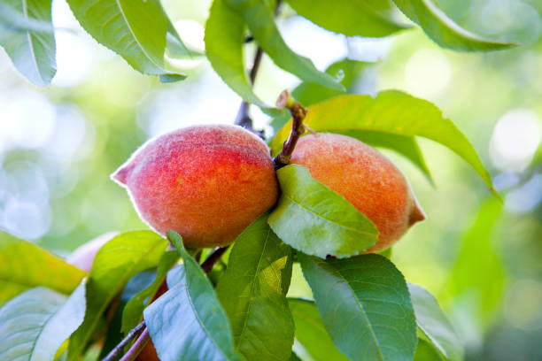 istock Ripe juicy peaches on a tree branch on sunny summer day 1055468014