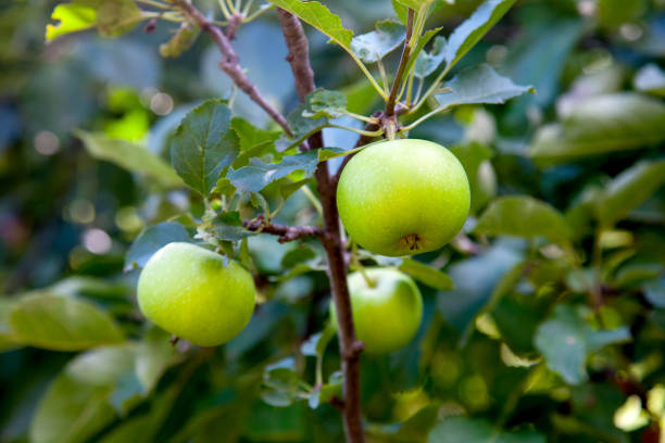 istock Shiny delicious apples hanging from tree branch in an apple orchard. 1055471322