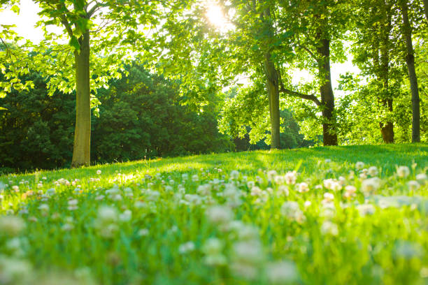 istock Morning park flower 1055472656