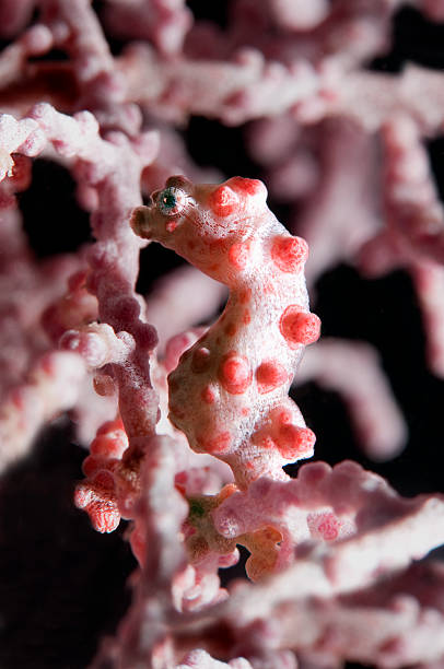 istock Pygmy Sea Horse In Pink Coral 105547367