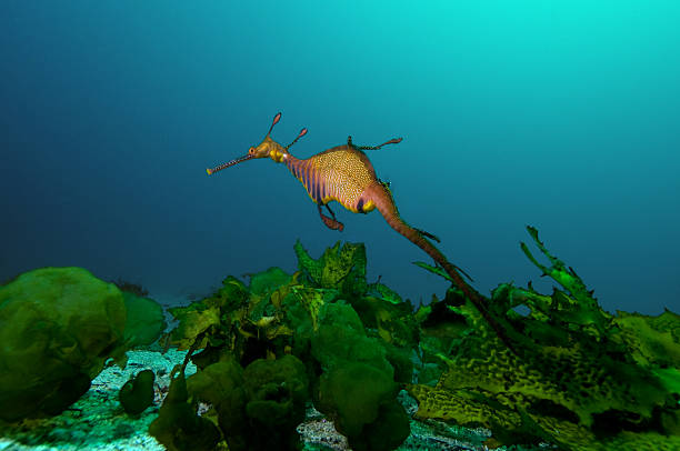 A weedy sea dragon swimming along the reefs Weedy sea dragon (Phyllopteryx Taeniolatus), taken at La Perouse, Port Botany, Sydney, NSW. seadragons photos stock pictures, royalty-free photos & images