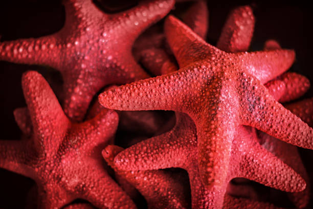 background, background red, black, close-up, color, concept, decoration, design, holiday, isolated, life, marine, natural, nature, ocean, pattern, red, red starfish on black, sea, seashell, shape, starfish ,starfish, summer, symbol, texture, tropical, white
