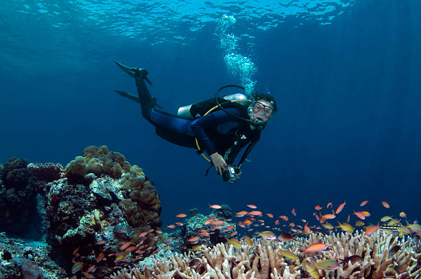 Diver Above Coral Reef  anthias fish photos stock pictures, royalty-free photos & images