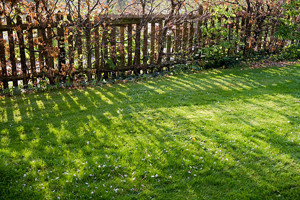 Shadows On Grass stock photo