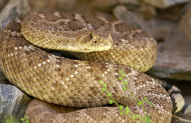 istock Western Diamondback Rattlesnake hiding in rocks 105547502