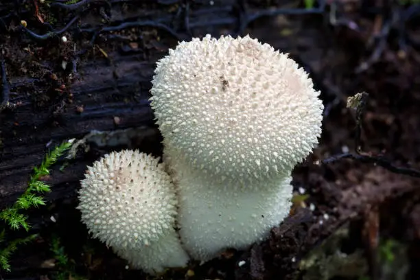 Common Puffball Fungus growing in a woodland forest