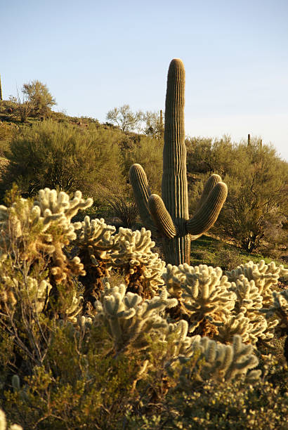 Arizona. Cacti field in Vulture mountains near Wickenburg stock photo