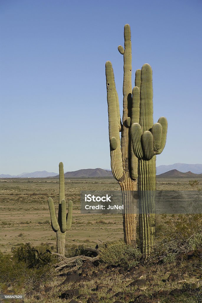 Arizona, Deserto di Sonoran, Cactus Saguaro - Foto stock royalty-free di Arizona
