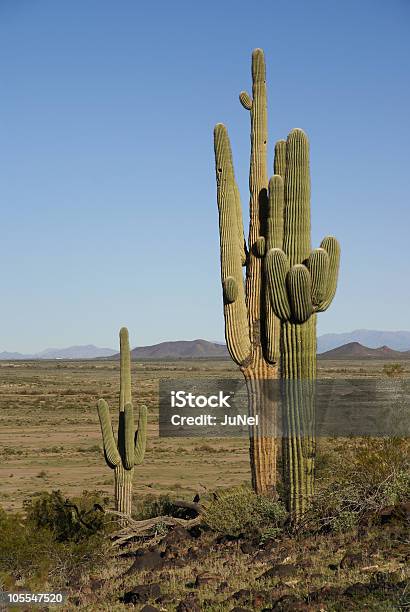 Arizona Deserto Di Sonoran Cactus Saguaro - Fotografie stock e altre immagini di Arizona - Arizona, Cactus, Cactus Saguaro