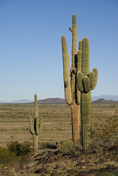 Arizona, Sonoran desert, Saguaro cacti stock photo