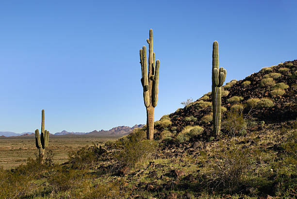 istock Arizona. Sonoran desert. Saguaro cacti 105547522