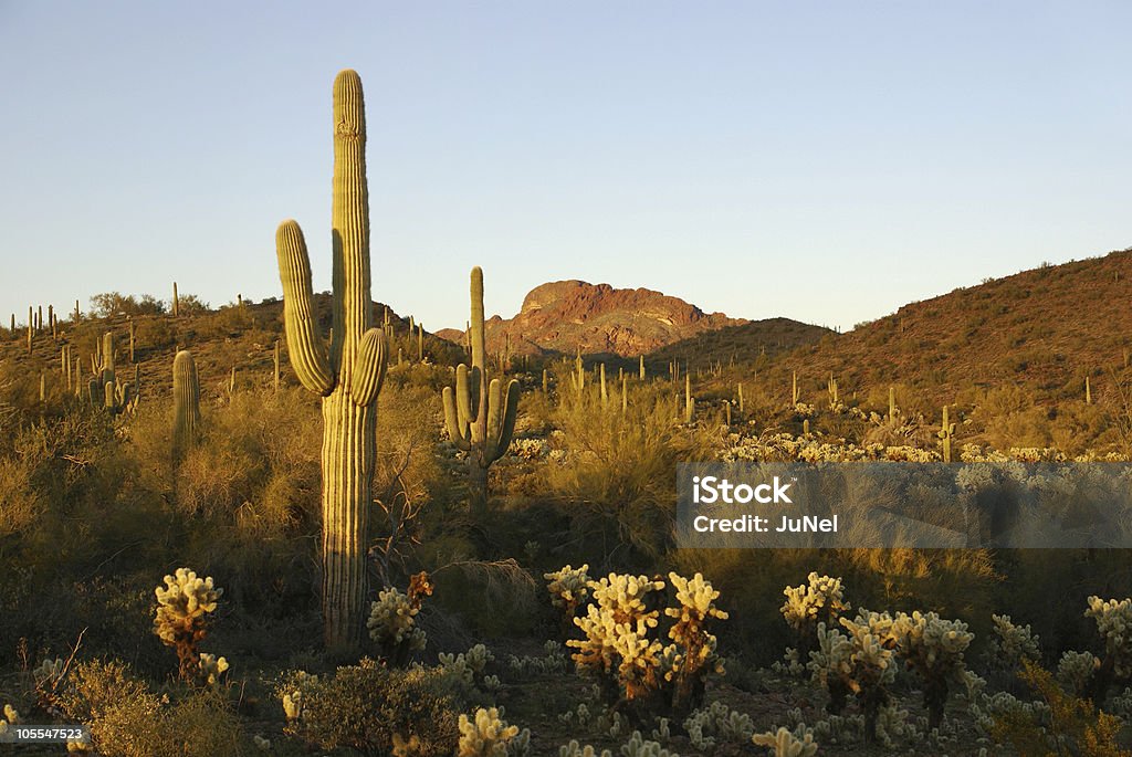 Vautour de montagnes - Photo de Cactus libre de droits