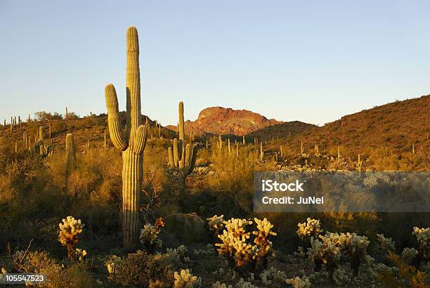 Photo libre de droit de Vautour De Montagnes banque d'images et plus d'images libres de droit de Cactus - Cactus, Désert du Sonoran, Sans personnage