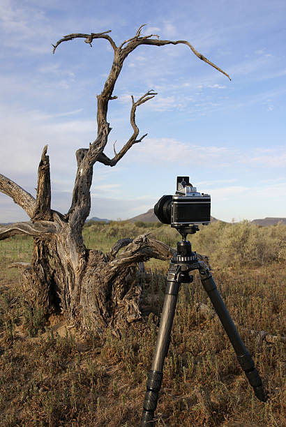 Shoting Sonoran Desert stock photo