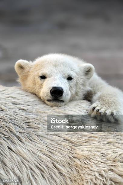 Little Polar Bear Cub Having A Rest Stock Photo - Download Image Now - Animal, Animal Wildlife, Arctic