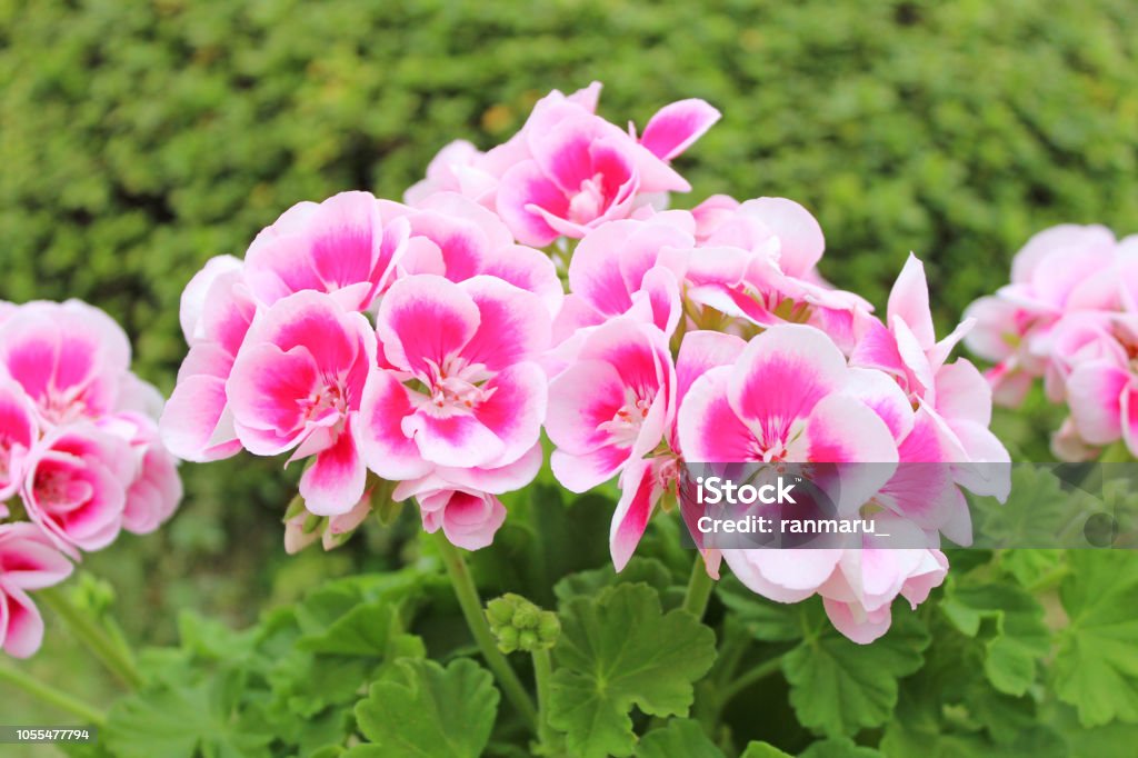 Pink geranium flowers Geranium Stock Photo
