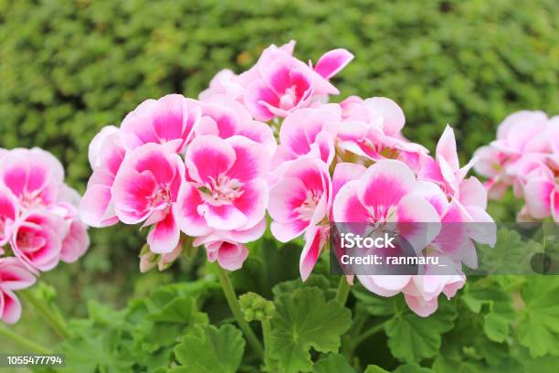 Pink Geranium Flowers Stock Photo - Download Image Now - Geranium, Cranesbill, Pink Color