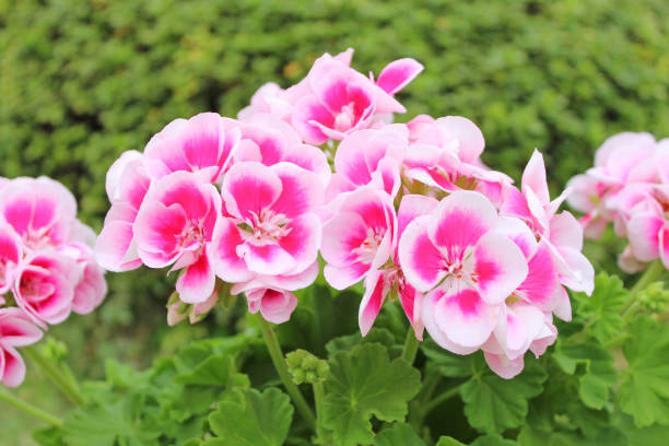 pink geranium flowers - geranium imagens e fotografias de stock