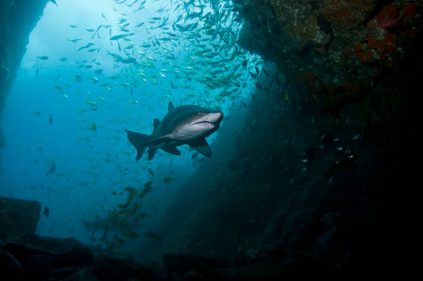gris requin-nourrice - sand tiger shark photos et images de collection