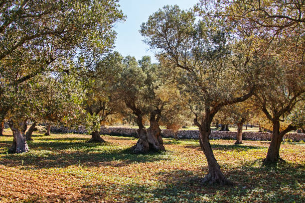 olive trees stock photo