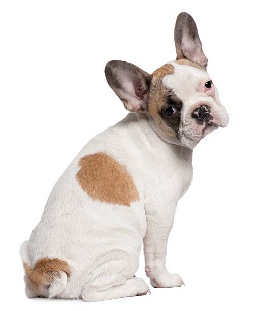 Rear view of French Bulldog puppy, sitting and looking back.  french bulldog puppies stock pictures, royalty-free photos & images