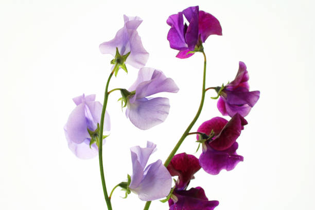 istock purple sweet pea on white background 1055484276