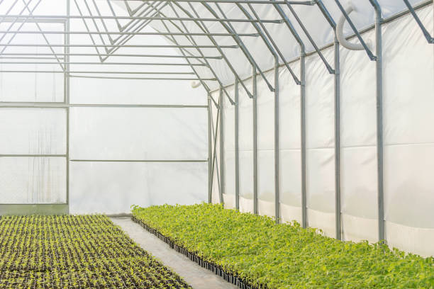 istock Rows of Potted Seedlings in Greenhouse 1055484948