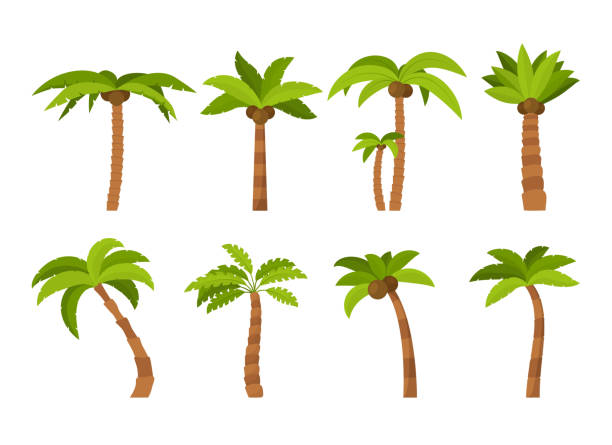 ilustrações de stock, clip art, desenhos animados e ícones de cartoon color palma tree icon set. vector - palma de maiorca