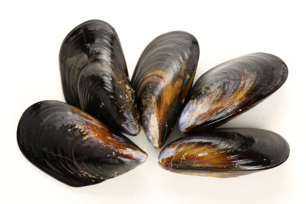 istock Raw blue mussels on a white background 1055489444