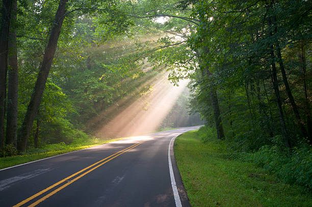 forest road y rayos de sol con los rayos del sol a través de los árboles - carretera de campo fotografías e imágenes de stock