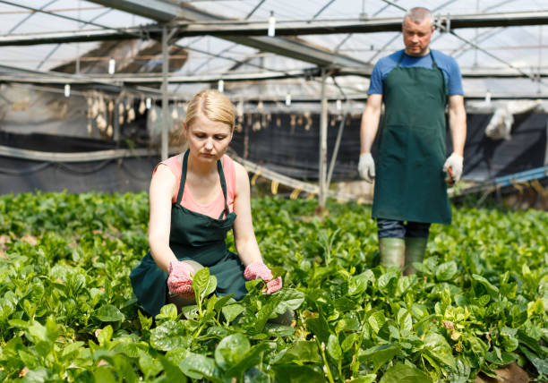 istock Man and woman  working with Malabar spinach seedlings 1055491640