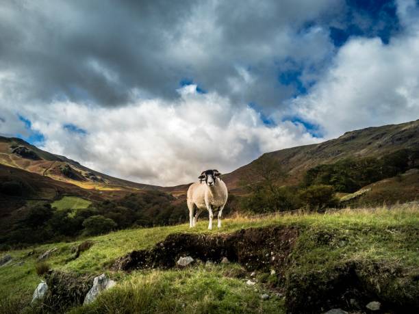 istock Lake District mountain views summit walk sheep 1055492720