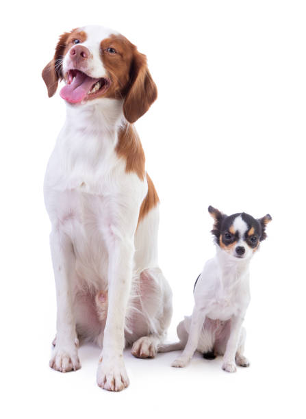 istock Brittany spaniel and young Chihuahua 1055492740